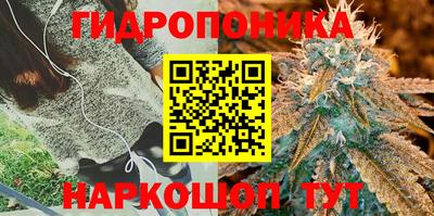 крисы Моздок